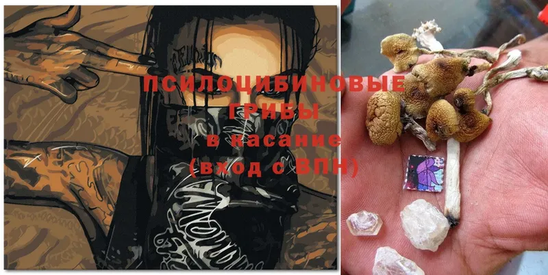 Галлюциногенные грибы Psilocybine cubensis  Гороховец 